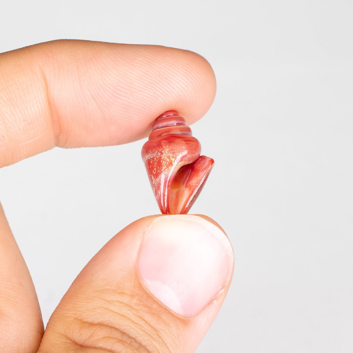 Small red and white striped shell held between fingers against a light white background